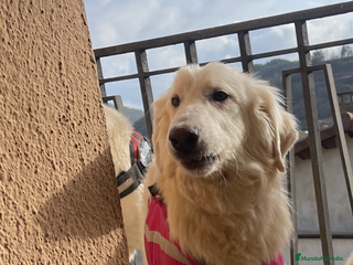 Golden Retriever perros en Castellón - Anuncio 1