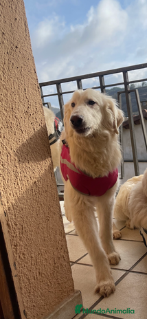 Golden Retriever perros en Castellón - Anuncio 1