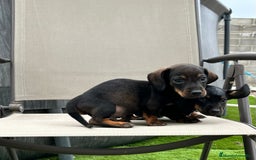 Teckel perros en venta: Cachorritos teckel miniatura - Imagen 4