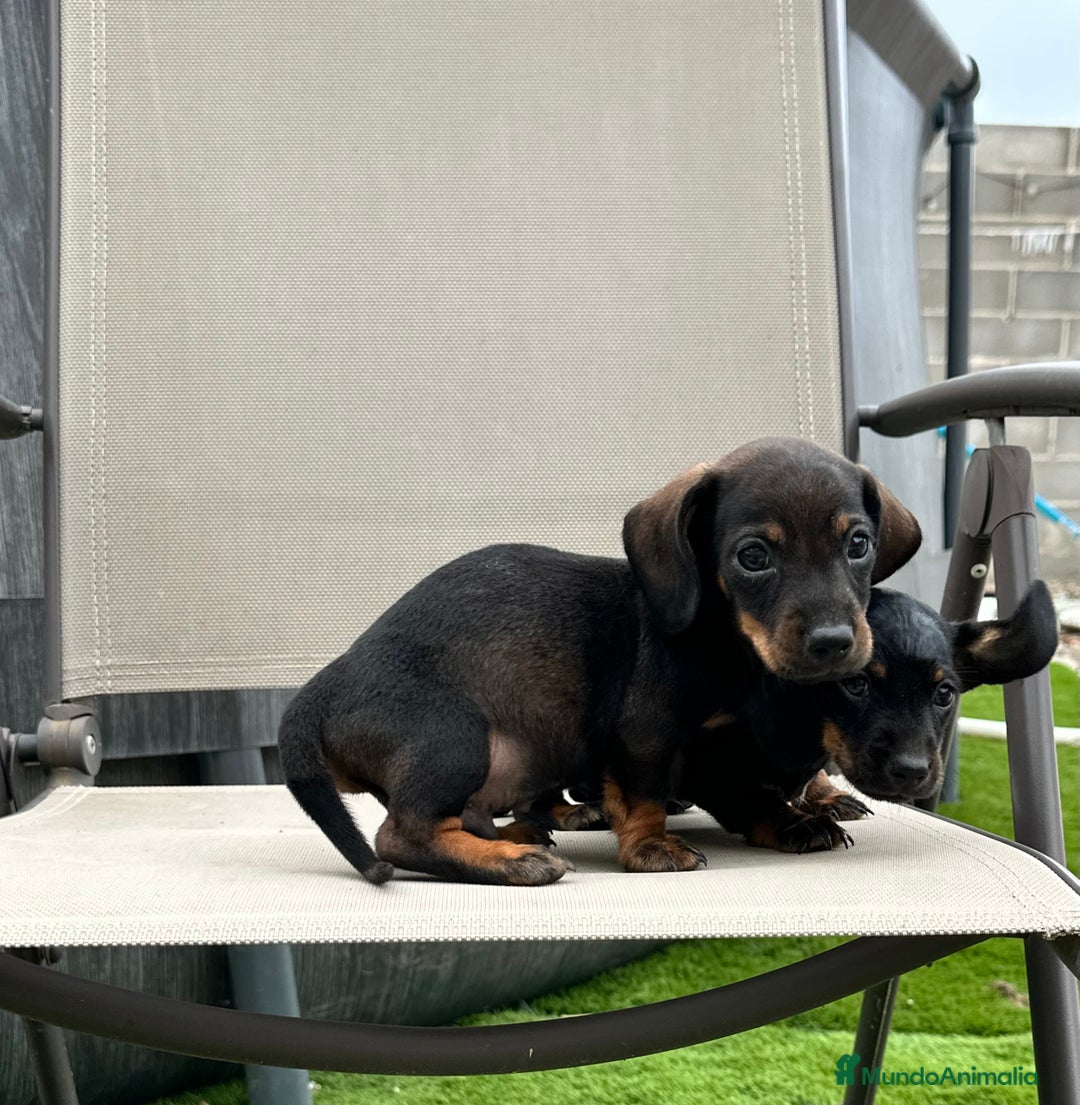 Teckel perros en venta: Cachorritos teckel miniatura - Imagen 4