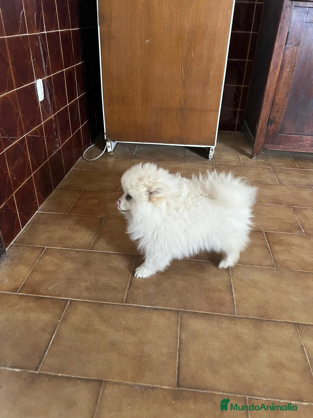 Pomerania perros en venta: Pomerania crema - Anuncio 5