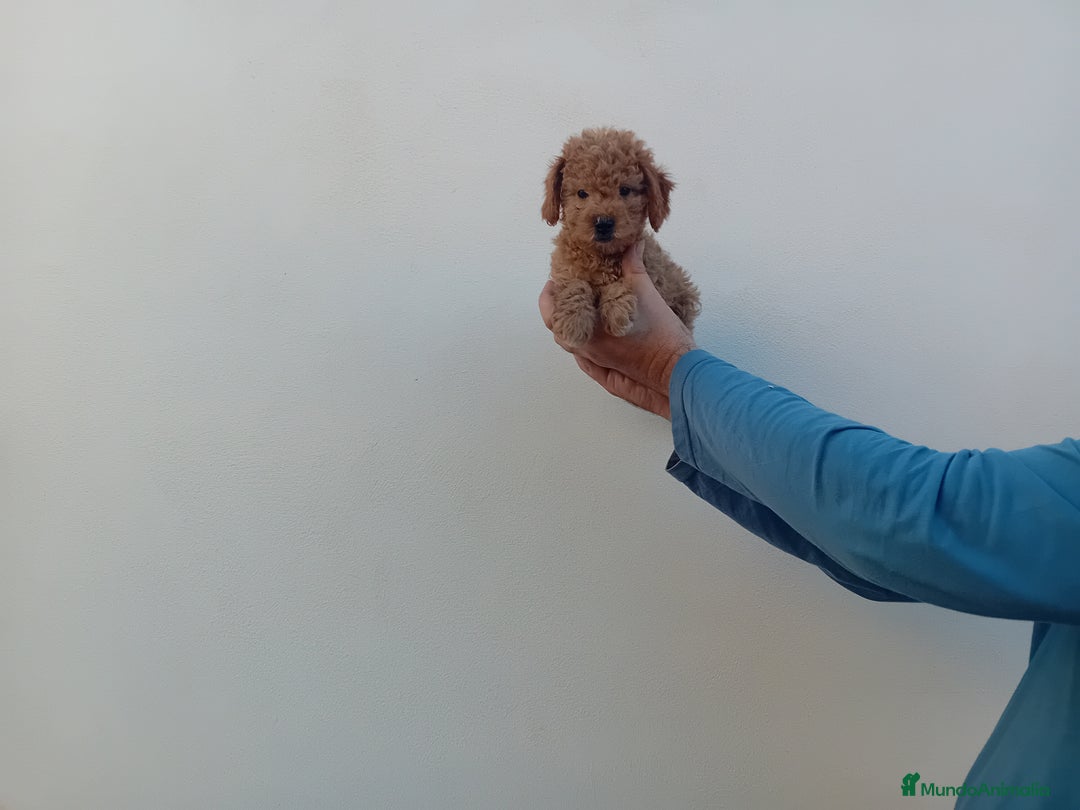 Caniche Toy perros en venta: ‼️‼️CANICHE HEMBRA TOY ROJA 50% ASIÁTICA  - Imagen 2
