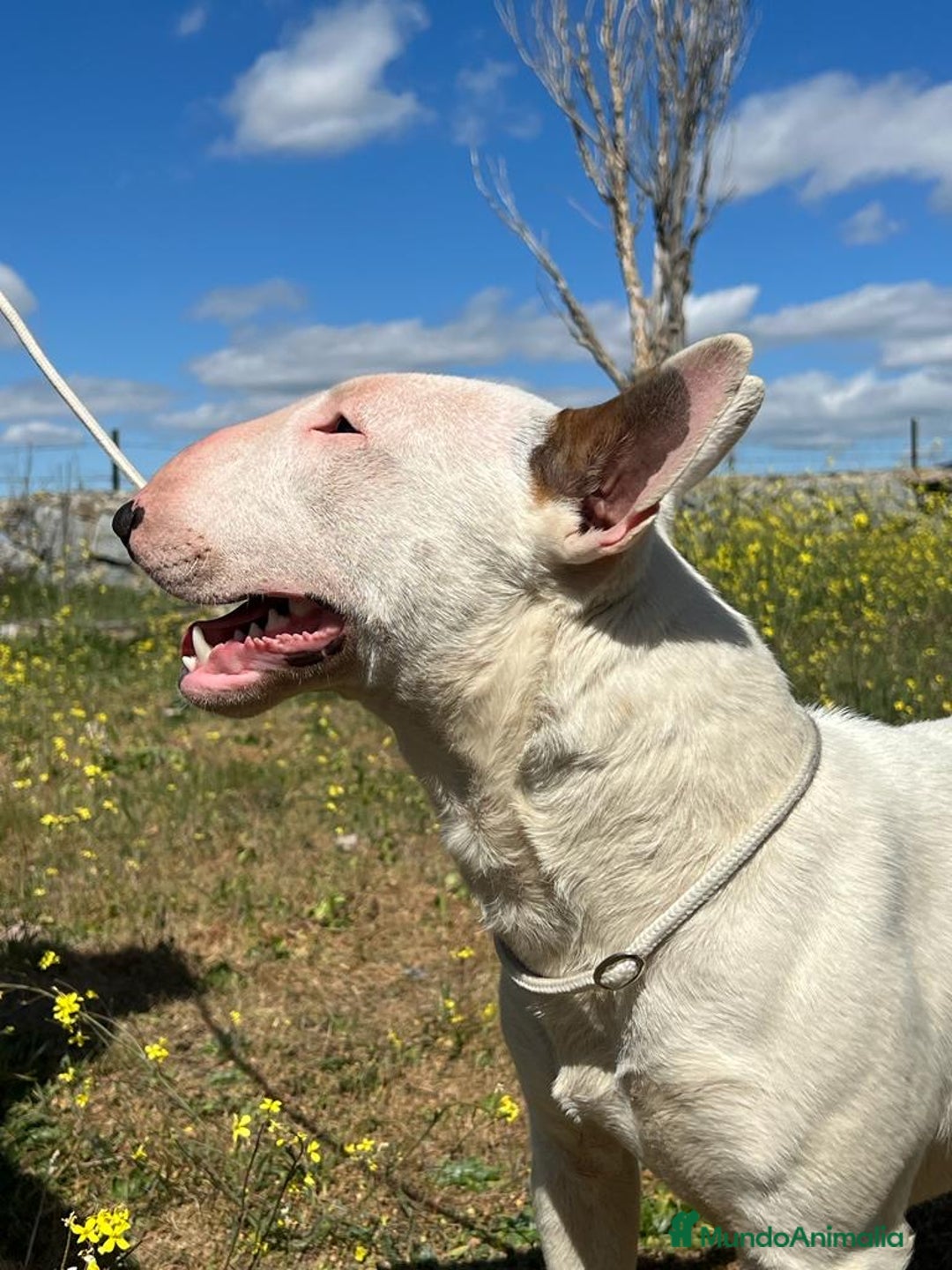 Bull Terrier Miniatura perros en venta: Bullterrier mini hembra excelentes líneas  - Anuncio 12