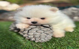 Pomerania perros en venta: Pomerania macho toy para diciembre.  - Imagen 2