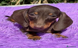 Teckel Miniatura perros en venta: TECKEL MINIATURA DISPONIBLES - Imagen 4