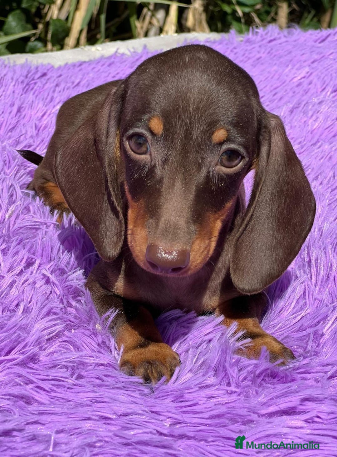 Teckel Miniatura perros en venta: TECKEL MINIATURA DISPONIBLES - Imagen 4