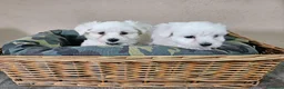 Bichón Maltés perros en venta: Bichón maltes  - Anuncio 2