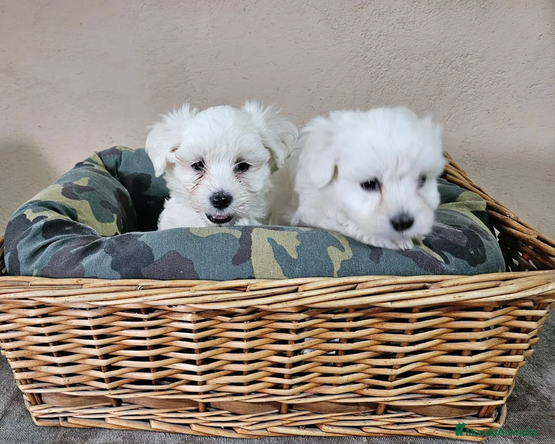 Bichón Maltés perros en venta: Bichón maltes  - Anuncio 2