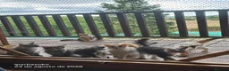 Bosque de Noruega gatos en venta: Bosques de Noruega  - Anuncio 29