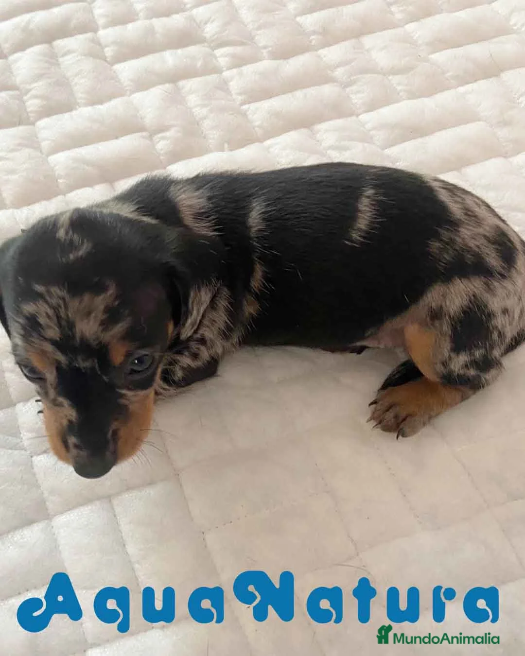 Teckel perros en venta: Teckel Hembra de Tria y Tilo - AQUANAURA en Barcelona - Anuncio 3