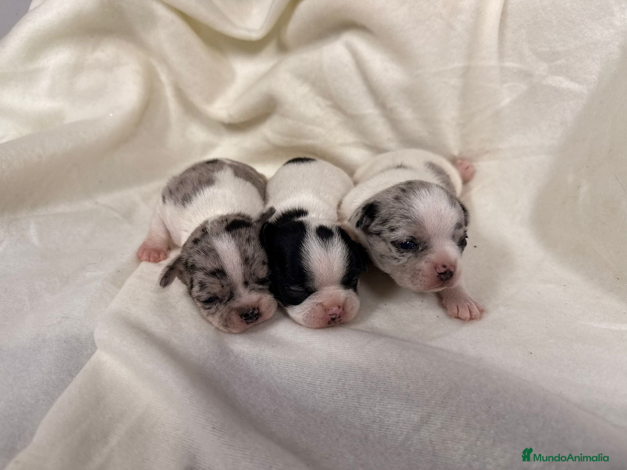 Chihuahua perros Chihuahua - Anuncio 1