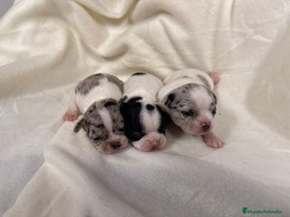 Chihuahua perros Chihuahua - Anuncio 1