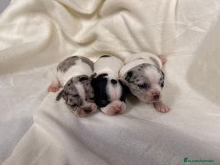 Chihuahua perros Chihuahua - Anuncio 4