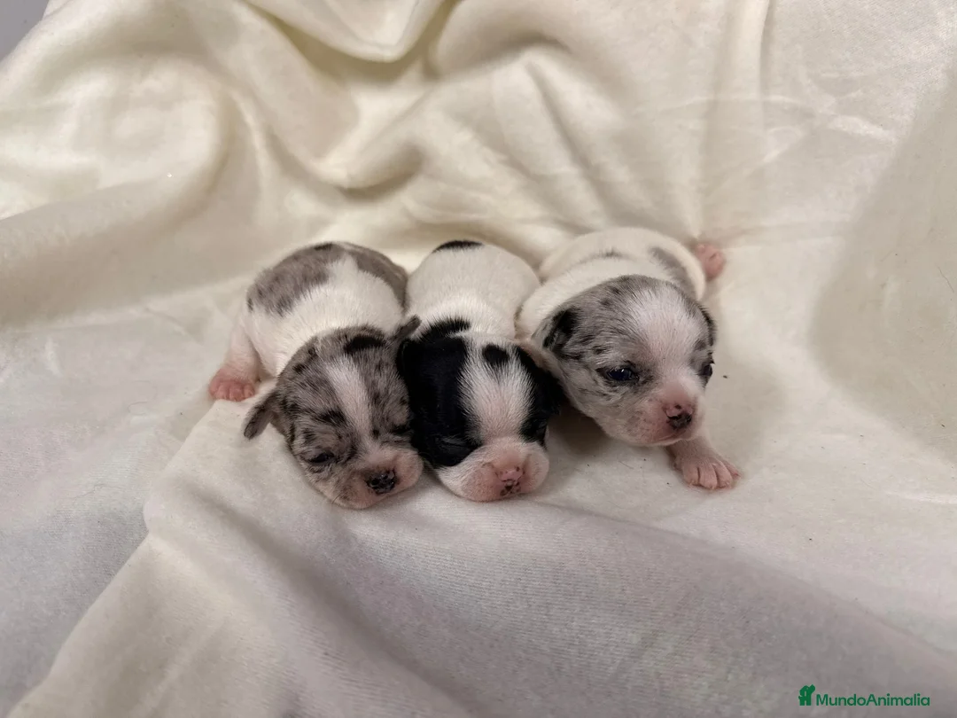 Chihuahua perros en venta: Chihuahua - Anuncio 1