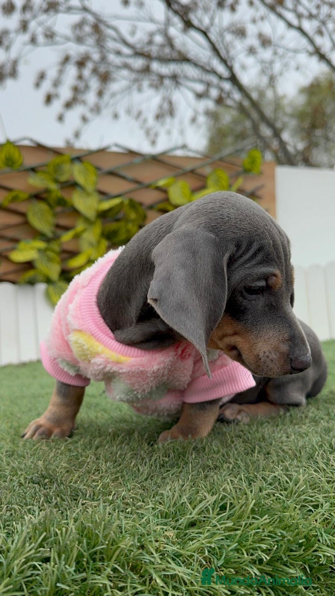 Teckel Miniatura perros en venta: TECKEL HEMBRA MINIATURA - Anuncio 7