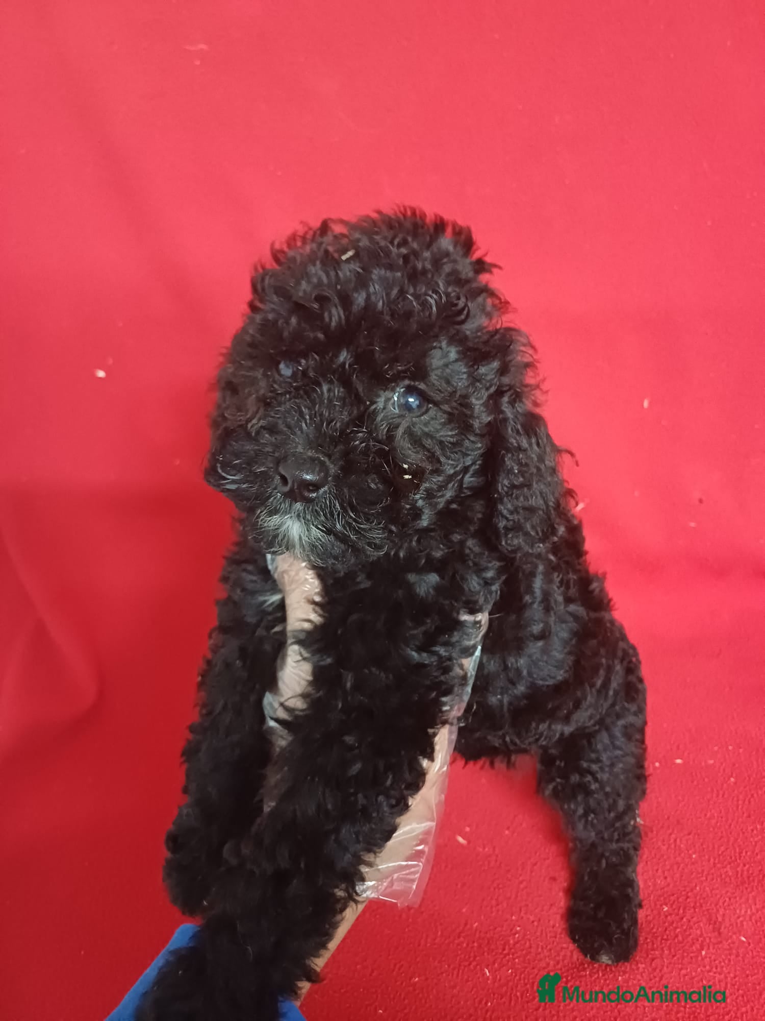 Perro de Agua Español perros Perro de Agua Español  - Anuncio 1