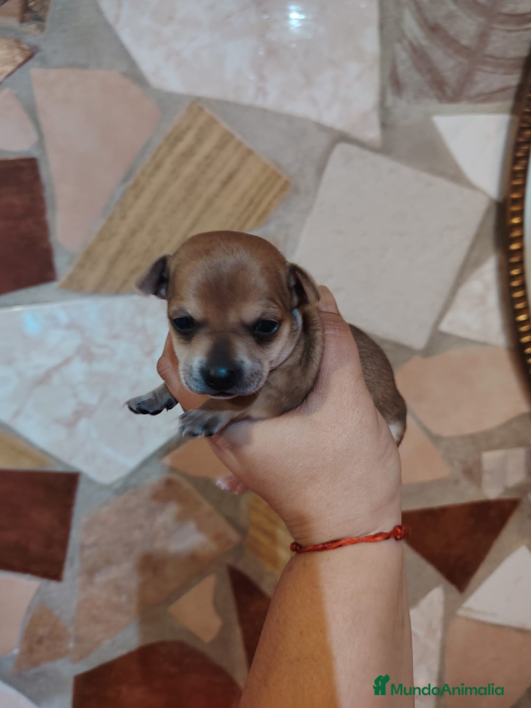 Chihuahua perros en venta: Chihuahua  - Anuncio 6