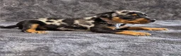 Pinscher Miniatura perros en venta: Pinscher Miniatura - Anuncio 3