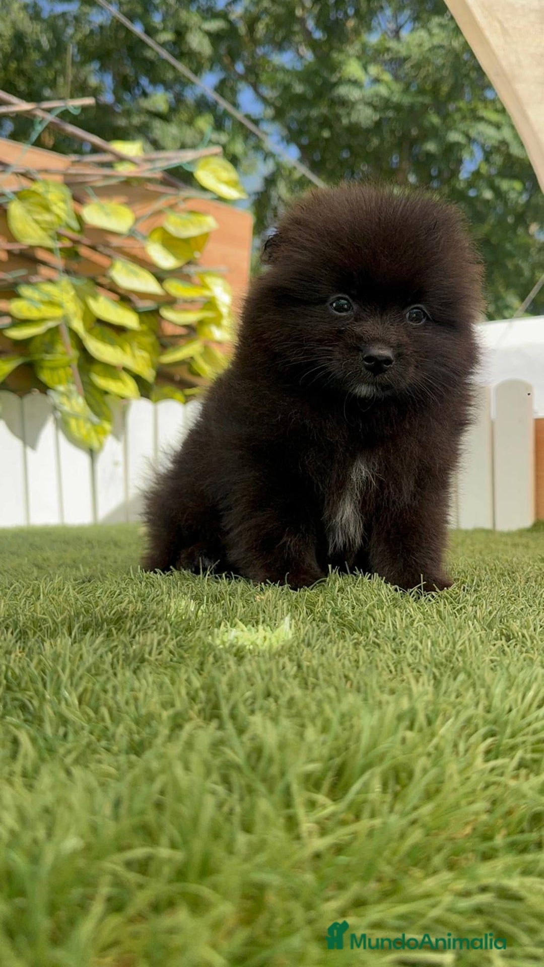 Pomerania perros en venta: POMERANIA MACHO - Imagen 14