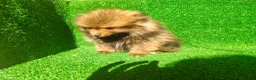 Pomerania perros en venta: Pomerania  - Anuncio 8