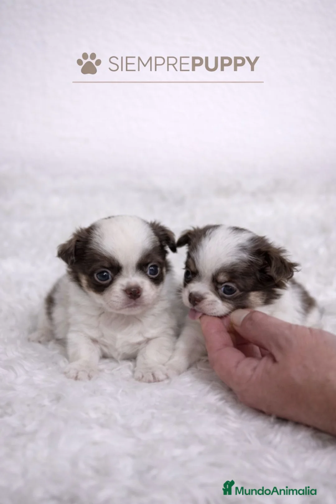 Chihuahua perros en venta: CHIHUAHUA MINI TOY PELO LARGO  - Anuncio 1