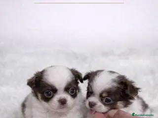 Chihuahua perros CHIHUAHUA MINI TOY PELO LARGO - Anuncio 3