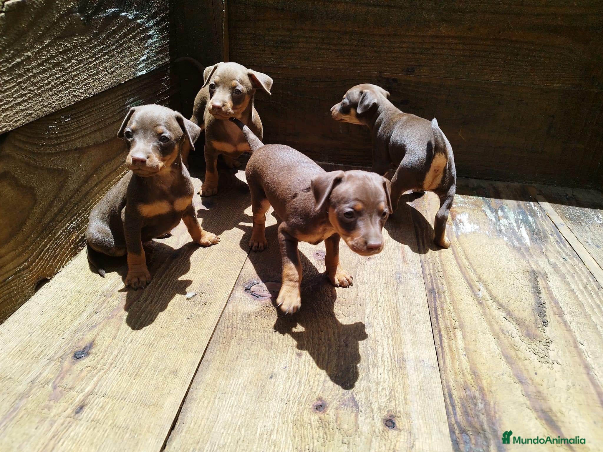 Pinscher Miniatura perros PINSCHER - SEVILLA  - Anuncio 2