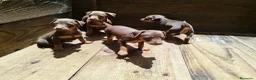 Pinscher Miniatura perros en venta: PINSCHER - SEVILLA  - Anuncio 1