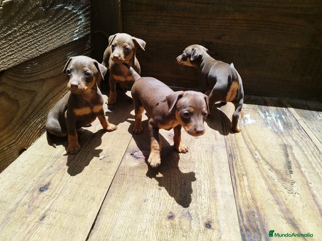 Pinscher Miniatura perros en venta: PINSCHER - SEVILLA  - Anuncio 1