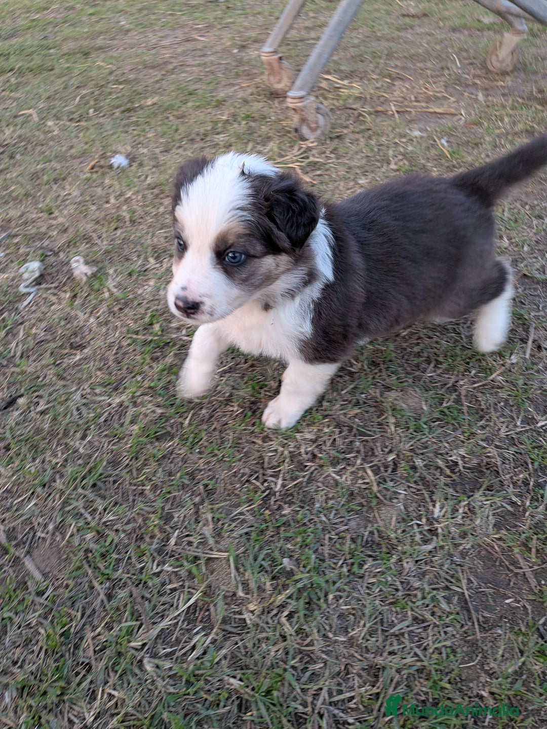 Border Collie perros en venta: BORDER COLLIE  - Anuncio 3