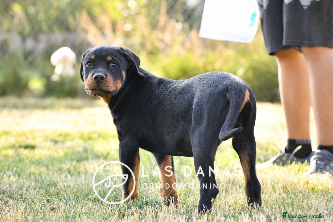 Rottweiler perros en venta: Un rottweiler no se compra… se siente en Burgos - Imagen 5
