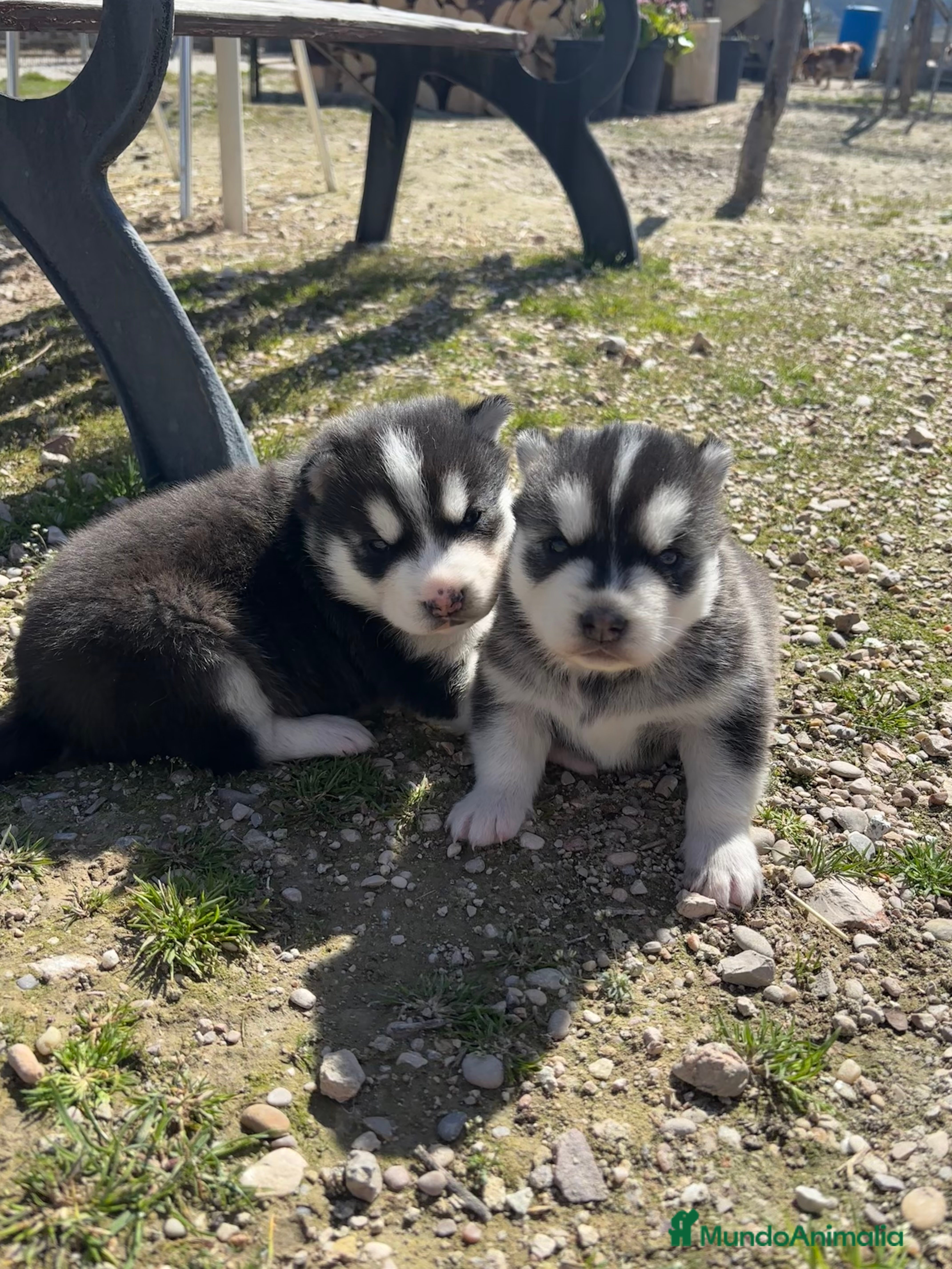 Husky Siberiano perros Preciosa camada husky siberiano  - Anuncio 2