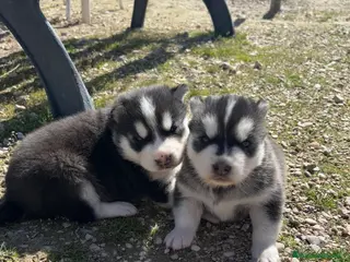 Husky Siberiano perros Preciosa camada husky siberiano - Anuncio 2