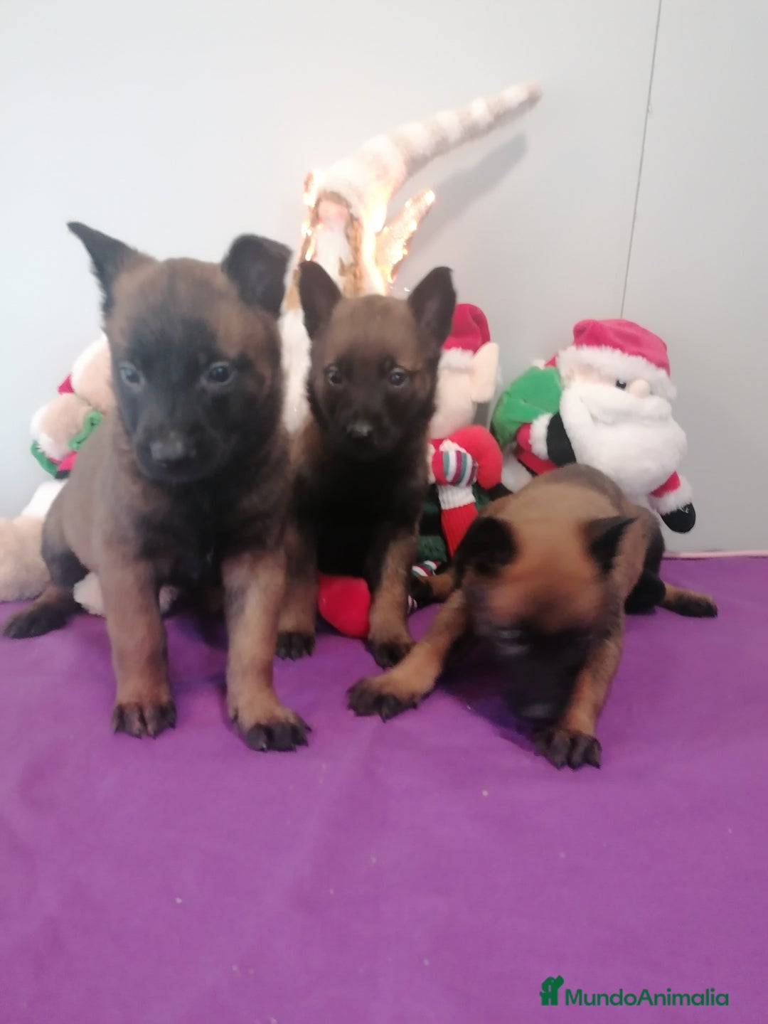 Pastor Belga Malinois perros en venta: Pastor belga molinois - Anuncio 3
