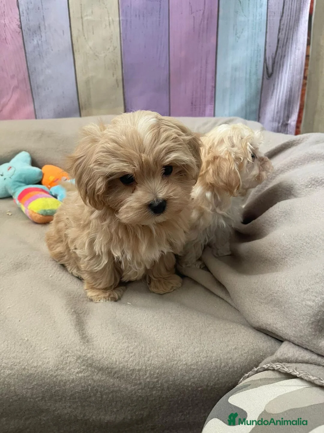 Maltipoo perros en venta: Maltipoo listos para entregar  - Anuncio 2