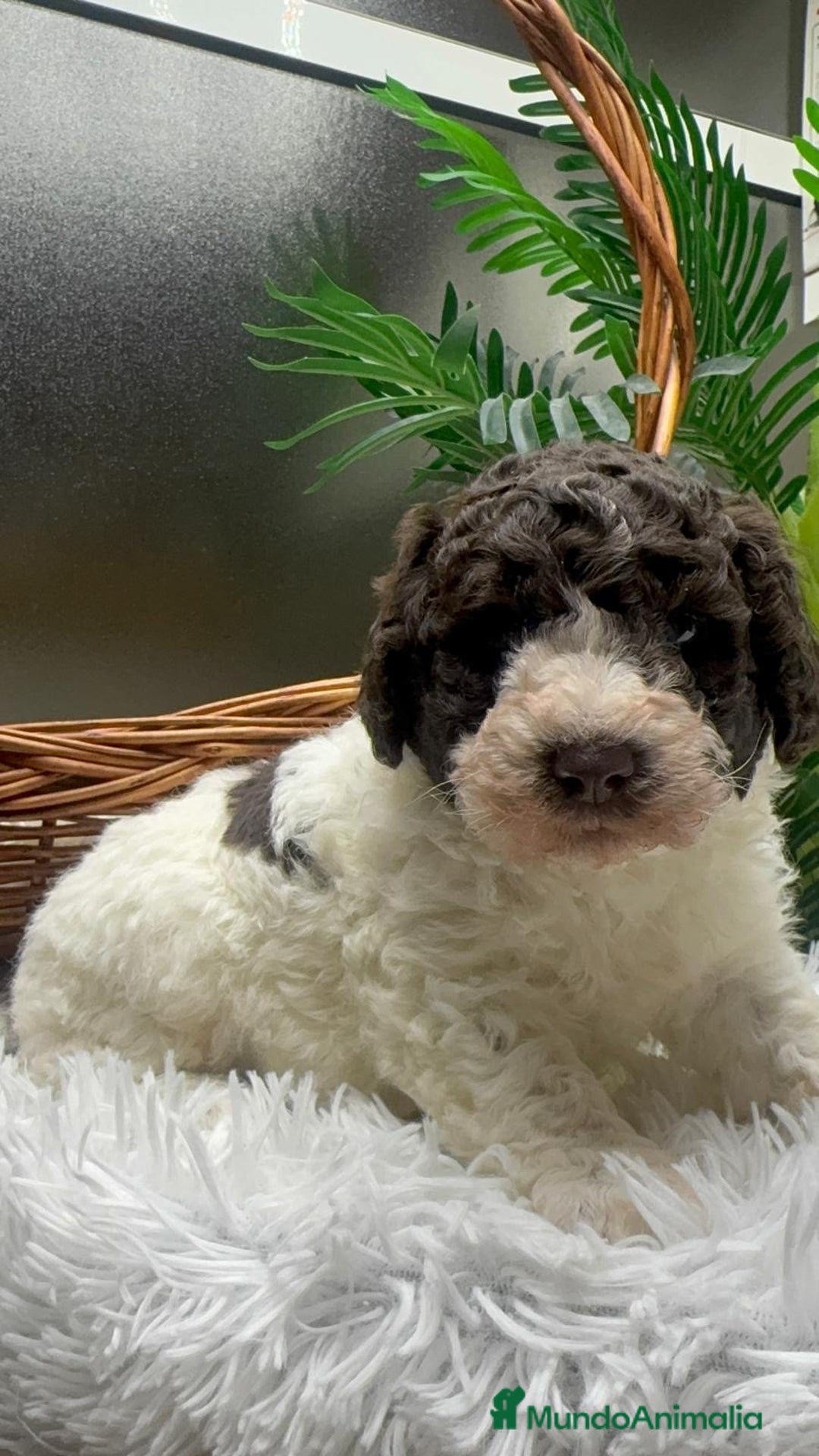 Perro de Agua Español perros en venta: PERRO DE AGUA ESPAÑOL MACHO - Anuncio 12