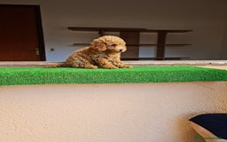Raza Mixta perros en venta: Caniche toy - Imagen 4