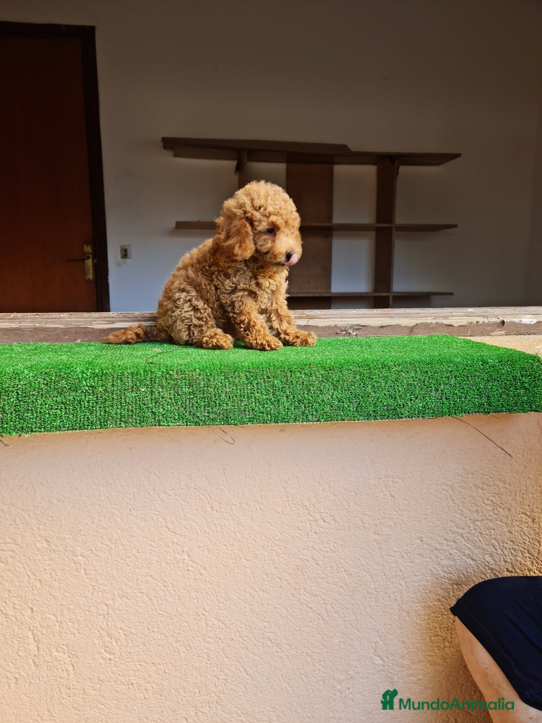Raza Mixta perros en venta: Caniche toy - Imagen 4