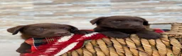 Labrador Retriever perros en venta: Exclusivos cachorros de Labrador Retriever. - Anuncio 4