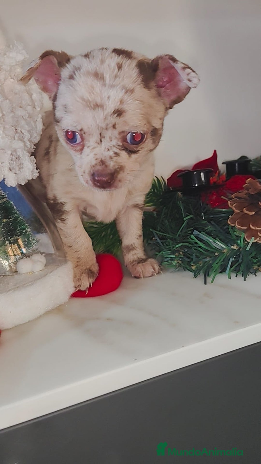 Chihuahua perros en venta: Hembra de chihuahua merle  - Anuncio 4