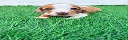 Teckel Miniatura perros en venta: Teckel miniatura tri merle choco blanco - Anuncio 12