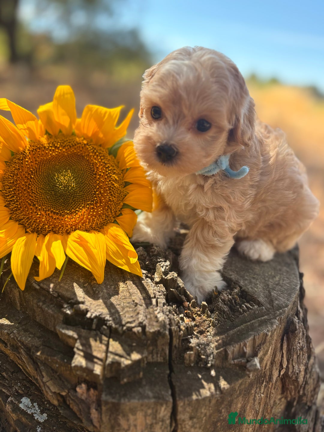 Maltipoo perros en venta: Maltipoo de caramelo !!!!!! - Imagen 3