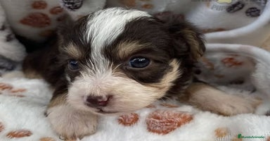Caniche Toy perros - Propaganda 7