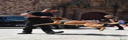 Pastor Belga Malinois perros en venta: Malinois línea de trabajo . en Madrid - Anuncio 5