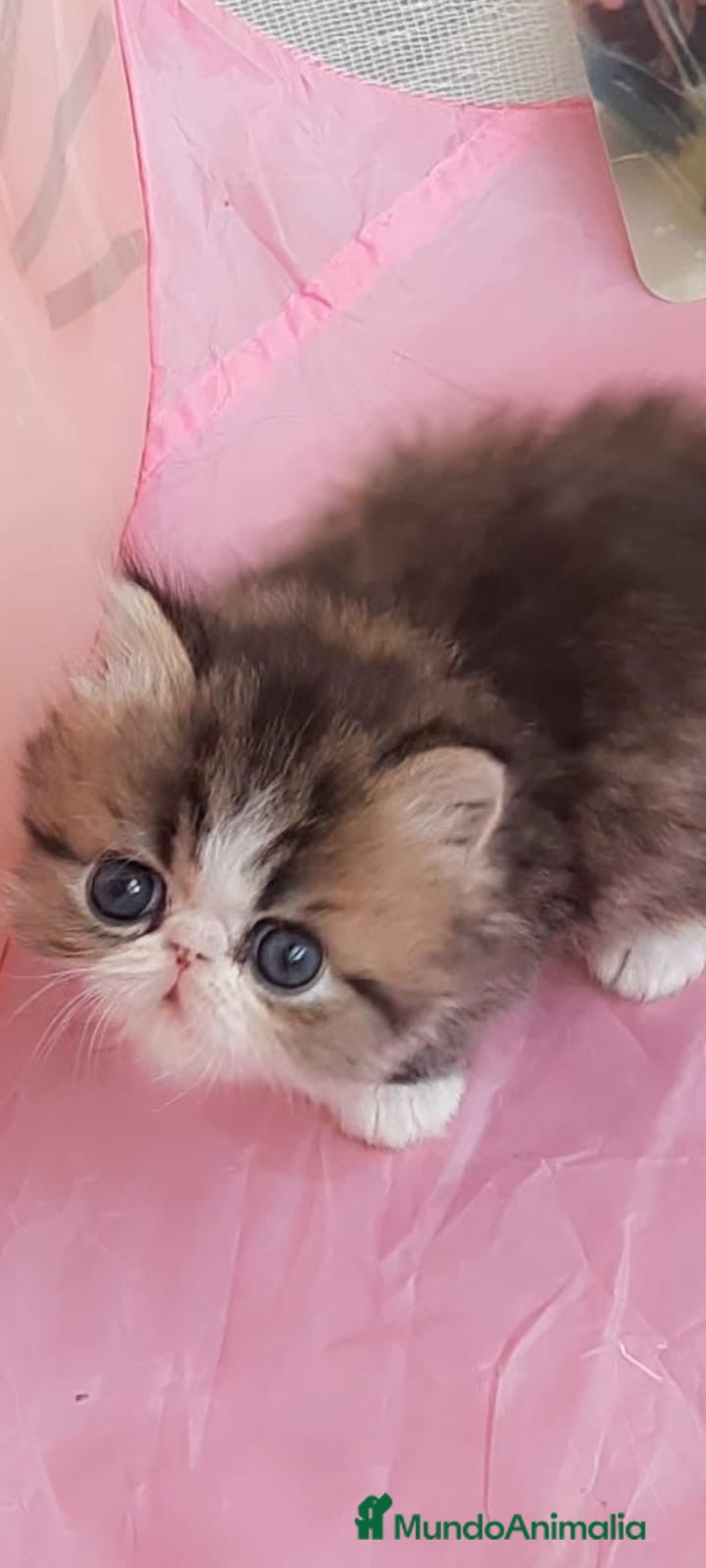 Exótico de Pelo Corto gatos 💖GATITOS PERSA EXÓTICOS/TRICOLOR/HIMALAYOS 💘 - Anuncio 1