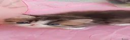 Exótico de Pelo Corto gatos en venta: 💖GATITOS PERSA EXÓTICOS/TRICOLOR/HIMALAYOS 💘 en Madrid - Anuncio 1