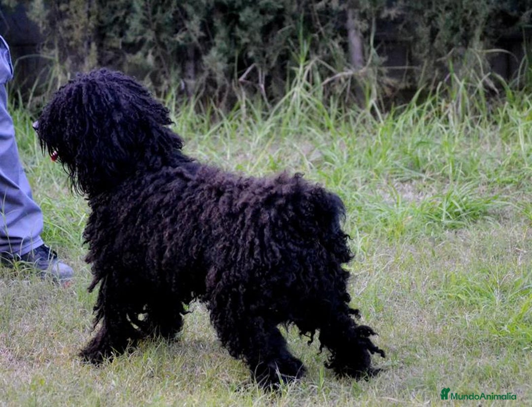 Perro de Agua Español perros en venta: Cachorros de perro de agua  - Anuncio 13