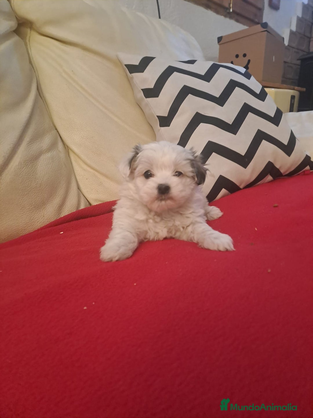 Bichón Habanero perros en venta: Bichónes Habaneros - Anuncio 1