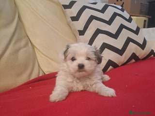 Bichón Habanero perros Bichónes Habaneros - Anuncio 1