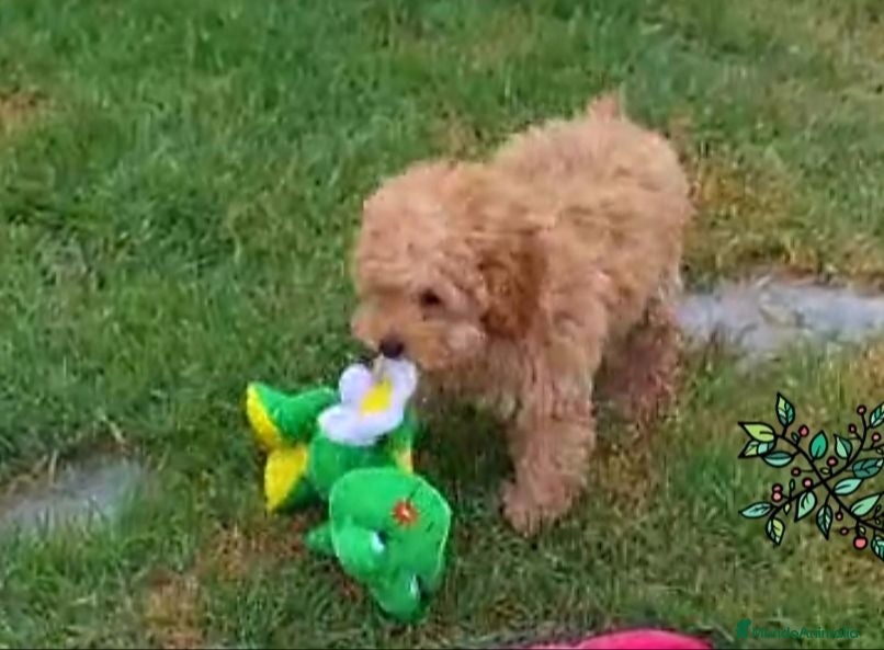 Caniche Toy perros Cachorros de Caniche Toy  - Anuncio 35